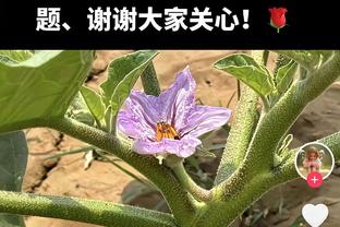 打花热刺！布莱顿本赛季19轮英超仅一次被零封，对手为阿森纳